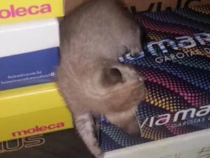 Gato raça  idade 2 a 6 meses nome Fumaça