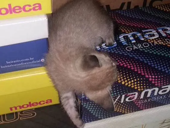 Gato ra a  idade 2 a 6 meses nome Fumaça