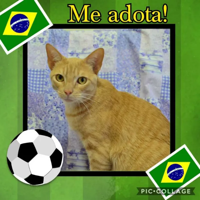 Gato ra a sem raça definida idade 4 anos nome Quindim