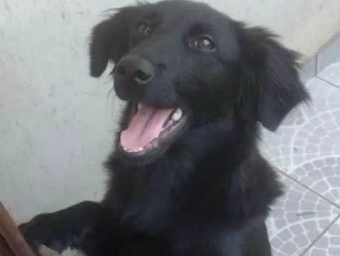 Cachorro ra a SRD idade 1 ano nome Dalila