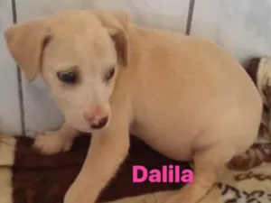Cachorro raça Vira lata idade 2 a 6 meses nome Dalila
