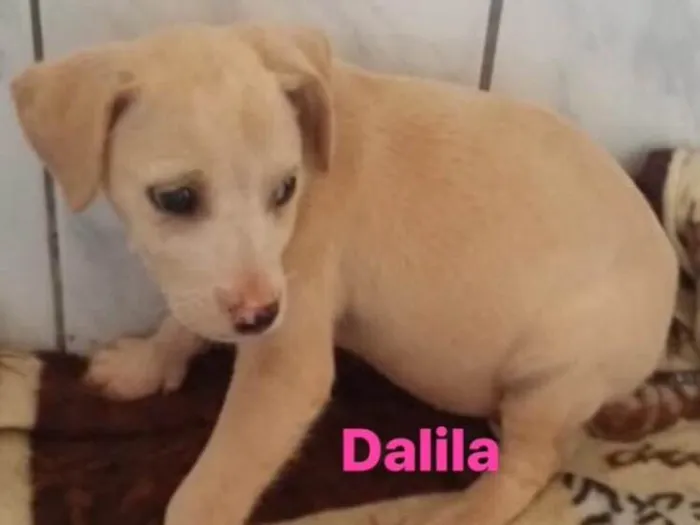 Cachorro ra a Vira lata idade 2 a 6 meses nome Dalila