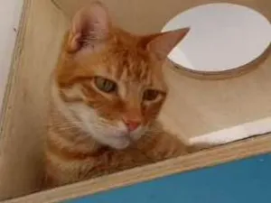 Gato raça SRD idade 6 ou mais anos nome Thunder