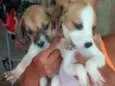 Cachorrinha fêmea