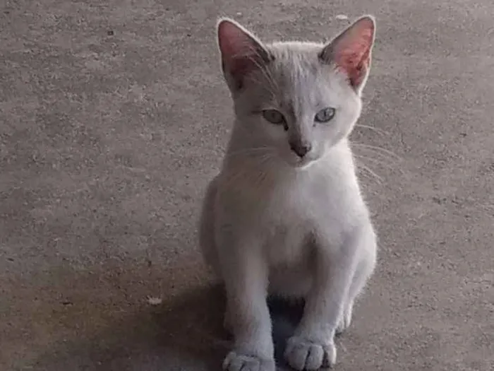 Gato ra a Não identificada idade 2 a 6 meses nome Sem nome