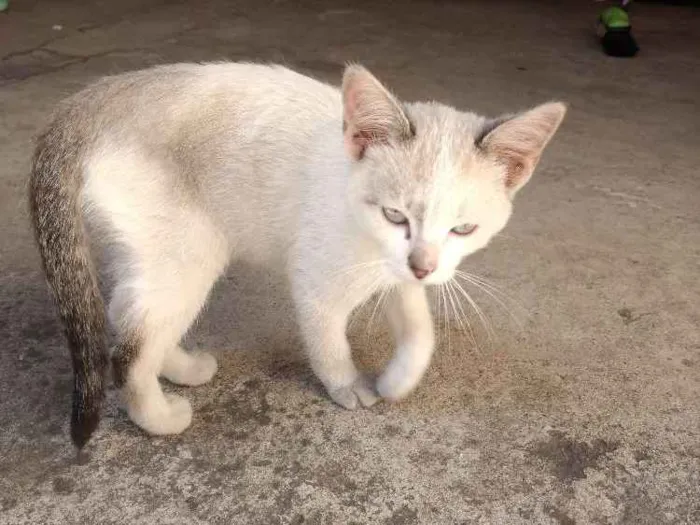 Gato ra a Não identificada idade 2 a 6 meses nome Sem nome