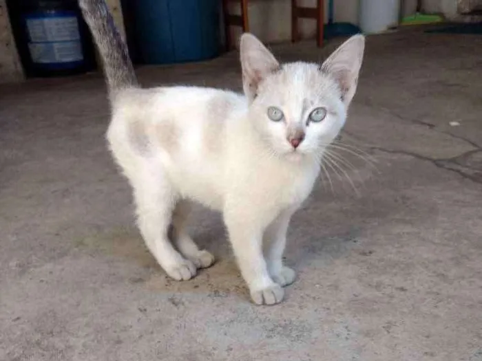 Gato ra a Não identificada idade 2 a 6 meses nome Sem nome