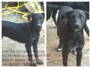 Cachorro raça LABARDOR + VIRA LATA idade 7 a 11 meses nome NALA E KIARA