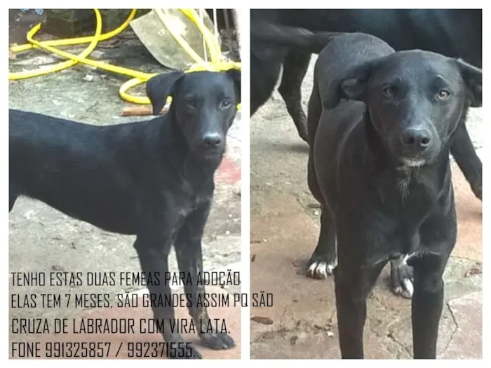 Cachorro ra a LABARDOR + VIRA LATA idade 7 a 11 meses nome NALA E KIARA