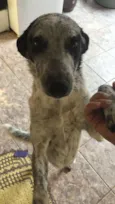 Padinha 