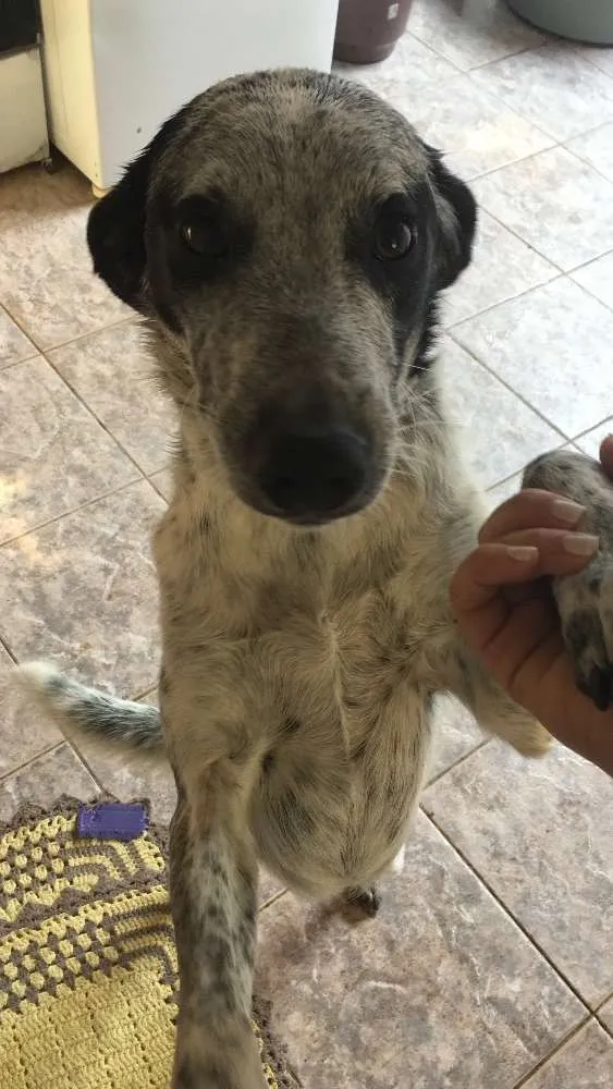 Cachorro ra a SRD idade 1 ano nome Padinha 