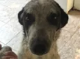 Padinha 