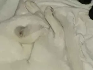 Gato raça SRD idade  nome Gatinho e mingau