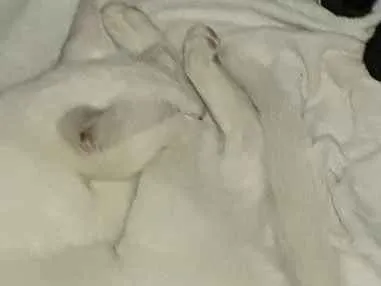 Gato ra a SRD idade  nome Gatinho e mingau