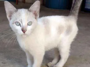 Gato raça Não identificada idade 2 a 6 meses nome Sem nome