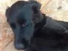 Cachorro raça Labrador com filla idade 2 a 6 meses nome Amora