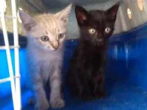 Gato raça Srd idade 2 a 6 meses nome Felinas