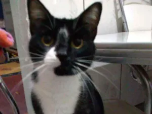 Gato raça Não definida idade 1 ano nome Negona