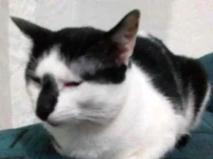 Gato raça Não definida idade 7 a 11 meses nome Frajola