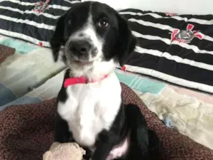 Cachorro raça  idade 2 a 6 meses nome Yuri