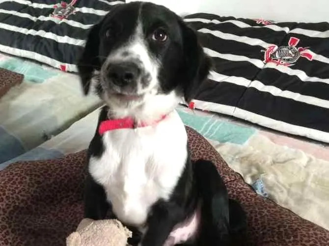 Cachorro ra a  idade 2 a 6 meses nome Yuri