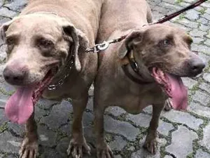 Cachorro raça Weimaraner idade 5 anos nome Nero e Hana