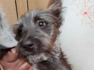 Cachorro raça SRD idade 2 a 6 meses nome sem nome