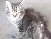 Gato raça  idade 2 a 6 meses nome Não tem 