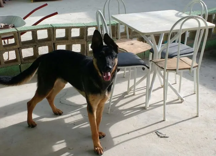 Cachorro raça Pastor Alemão idade 2 anos nome boris