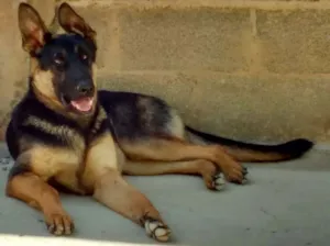 Cachorro raça Pastor Alemão idade 2 anos nome boris