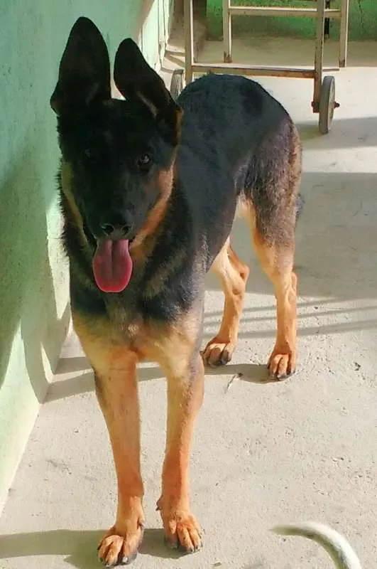 Cachorro raça Pastor Alemão idade 2 anos nome boris