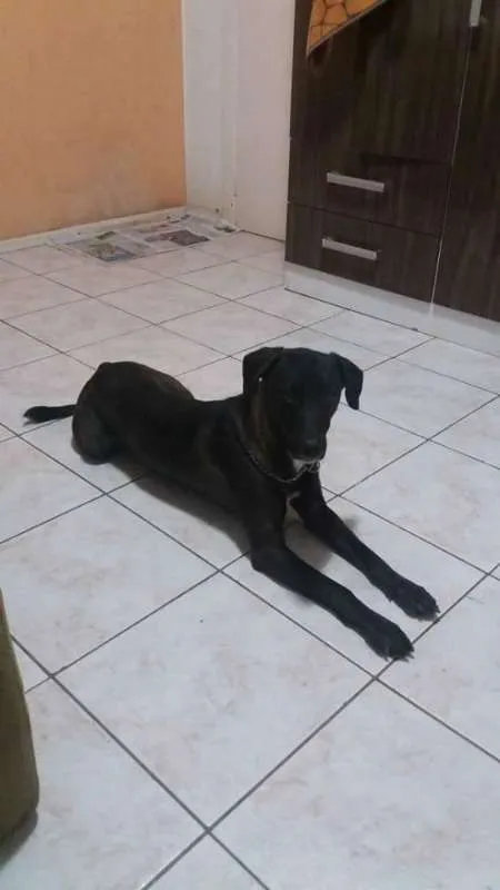Cachorro ra a vira lata -SRD idade 4 anos nome Jack