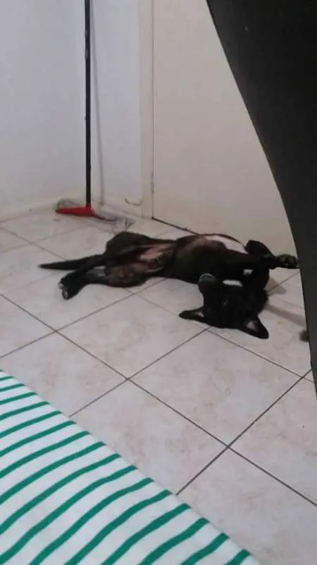 Cachorro ra a vira lata -SRD idade 4 anos nome Jack