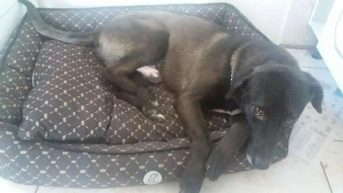 Cachorro ra a vira lata -SRD idade 4 anos nome Jack