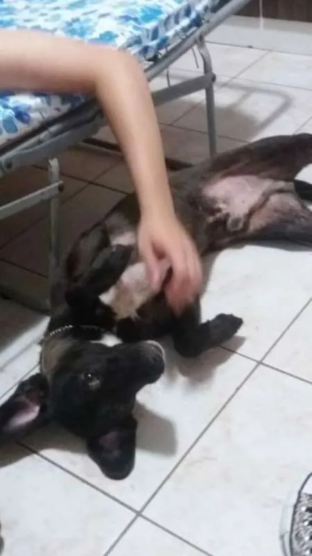 Cachorro ra a vira lata -SRD idade 4 anos nome Jack