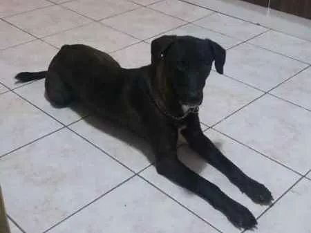 Cachorro ra a vira lata -SRD idade 4 anos nome Jack