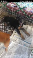 pepita