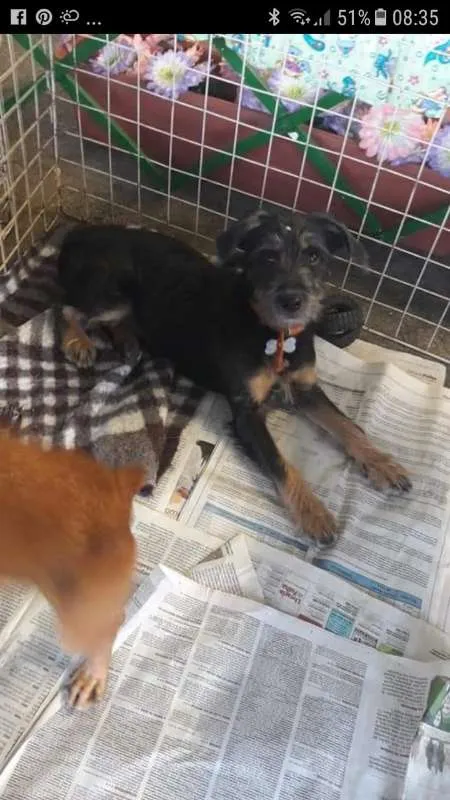 Cachorro ra a SRD idade 2 a 6 meses nome pepita