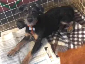 Cachorro raça SRD idade 2 a 6 meses nome pepita