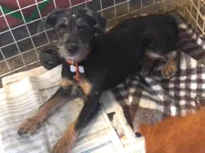 Cachorro ra a SRD idade 2 a 6 meses nome pepita