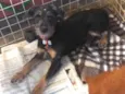 pepita