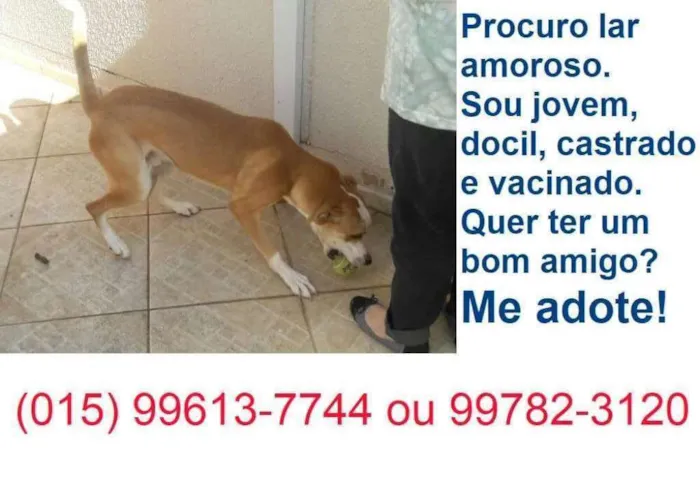 Cachorro ra a srd idade 7 a 11 meses nome Bandy