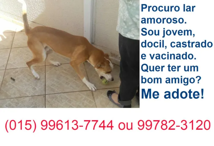 Cachorro ra a srd idade 7 a 11 meses nome Bandy