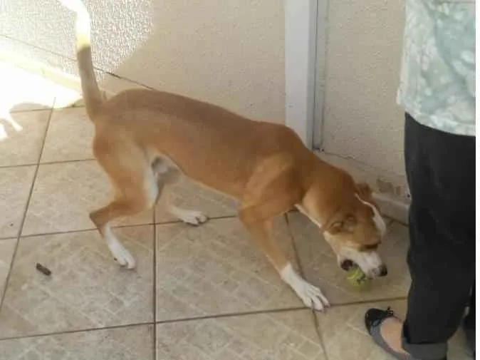Cachorro ra a srd idade 7 a 11 meses nome Bandy