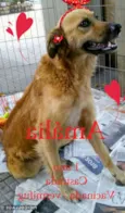 Amália