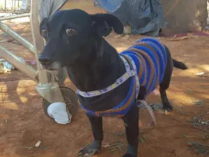 Cachorro raça  idade  nome Desconhecido