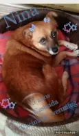 Nina