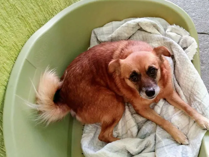 Cachorro ra a SRD idade 5 anos nome Nina