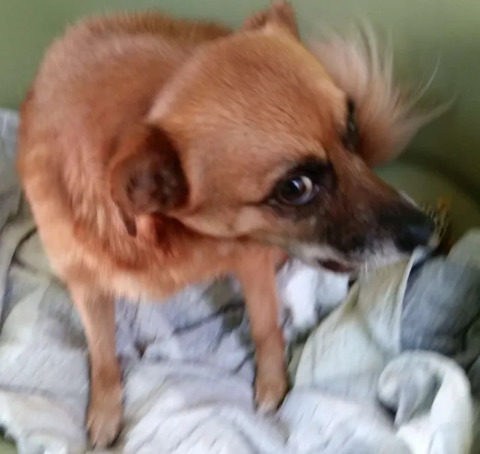 Cachorro ra a SRD idade 5 anos nome Nina