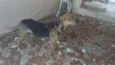 bolota